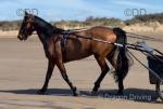 Kalamanda, 16.2hh Mare