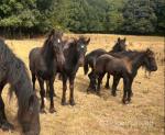 Dales Foals 