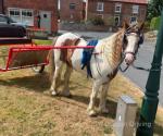 Spirit, 12.2hh Ride and Drive Gelding 