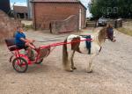 Spirit, 12.2hh Ride and Drive Gelding 