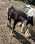 Filly