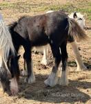 Filly