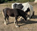 Filly