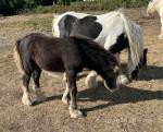 Filly