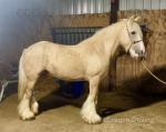 14.2hh Riding Mare