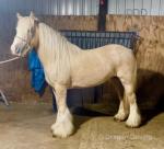 14.2hh Riding Mare