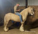 14.2hh Riding Mare