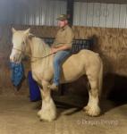 14.2hh Riding Mare