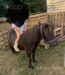 Gelding 