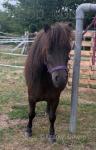 Gelding 