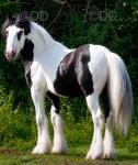 Gelding 
