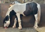 Gelding 