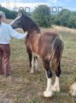 Filly