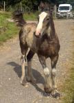 Filly