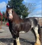 Filly