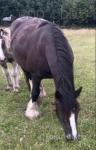 Filly