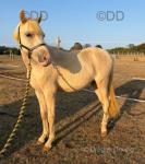 Crumpet, WPB Yearling Colt