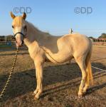 Crumpet, WPB Yearling Colt