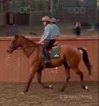 16.1hh Thoroughbred Riding Gelding