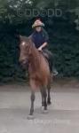 16.1hh Thoroughbred Riding Gelding