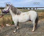 Ice, Gelding 