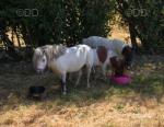 Ice, Gelding 