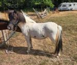 Bella, Shetland Mare