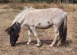 Bella, Shetland Mare