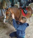 Jessie, 12hh Welsh Section A Riding Mare