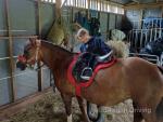Jessie, 12hh Welsh Section A Riding Mare