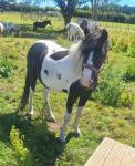Driving Filly