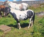 Driving Filly