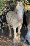 Yearling Colt