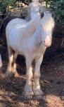 Yearling Colt