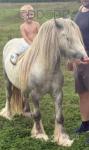 Yearling Colt