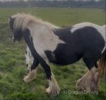 Yearling Colt