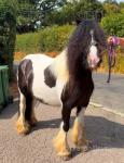13.1hh Mare in Foal
