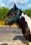 13.1hh Mare in Foal