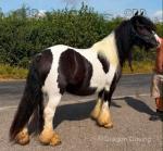 13.1hh Mare in Foal