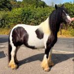 13.1hh Mare in Foal