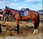 Google, Riding Thoroughbred Gelding 