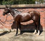 Google, Riding Thoroughbred Gelding 