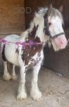 Bonnie, 12hh Mare