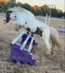 Bonnie, 12hh Mare