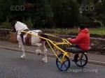 Frank, 14.2hh Driving Stallion