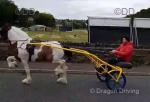 Frank, 14.2hh Driving Stallion