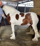 Frank, 14.2hh Driving Stallion
