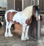Frank, 14.2hh Driving Stallion