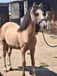Welsh Section C Colt & Hackney Colt