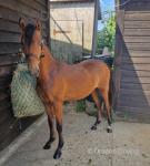 Welsh Section C Colt & Hackney Colt